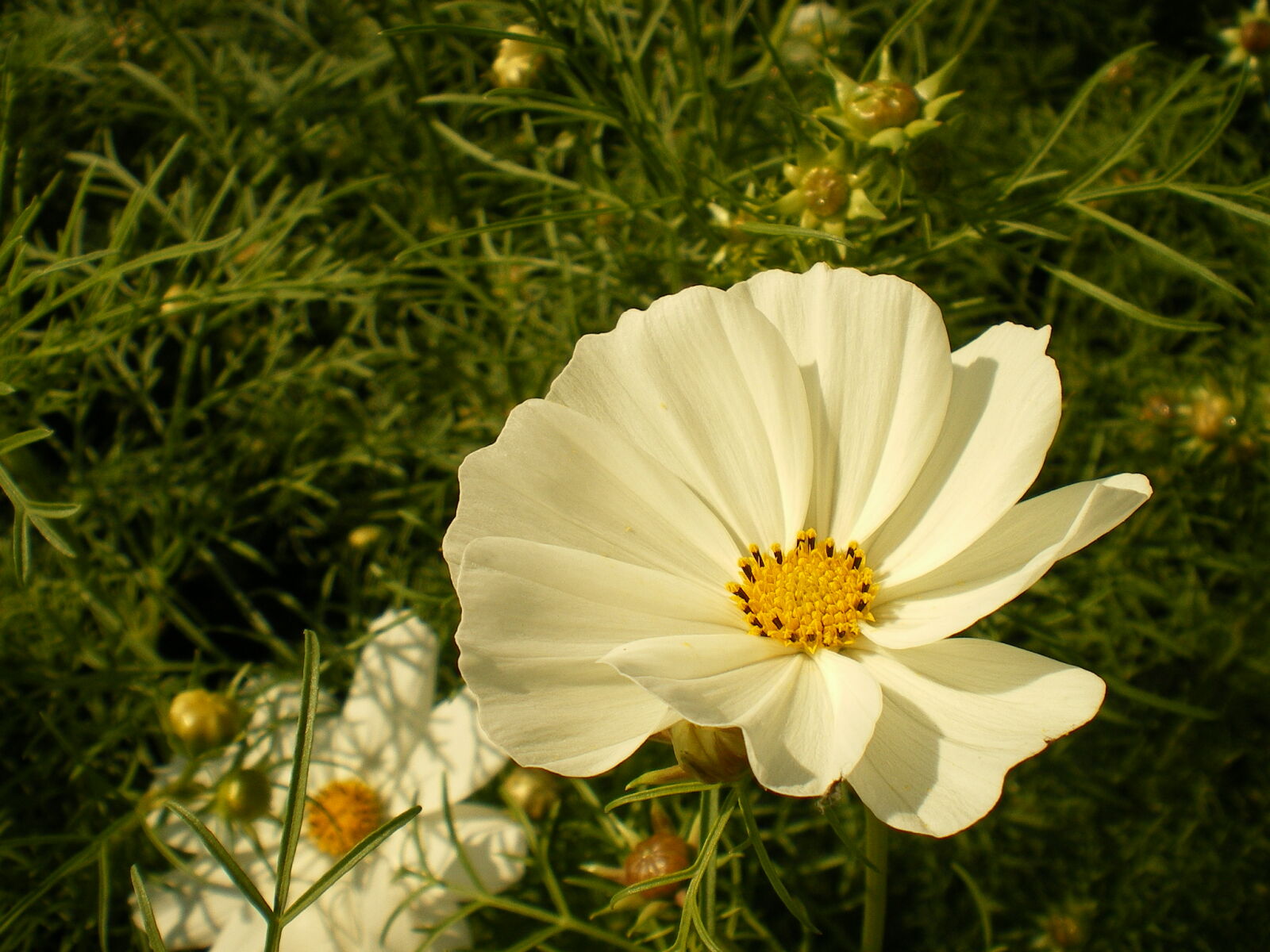 Pentax OPTIO M30 sample photo. Close, up, flower, natural photography