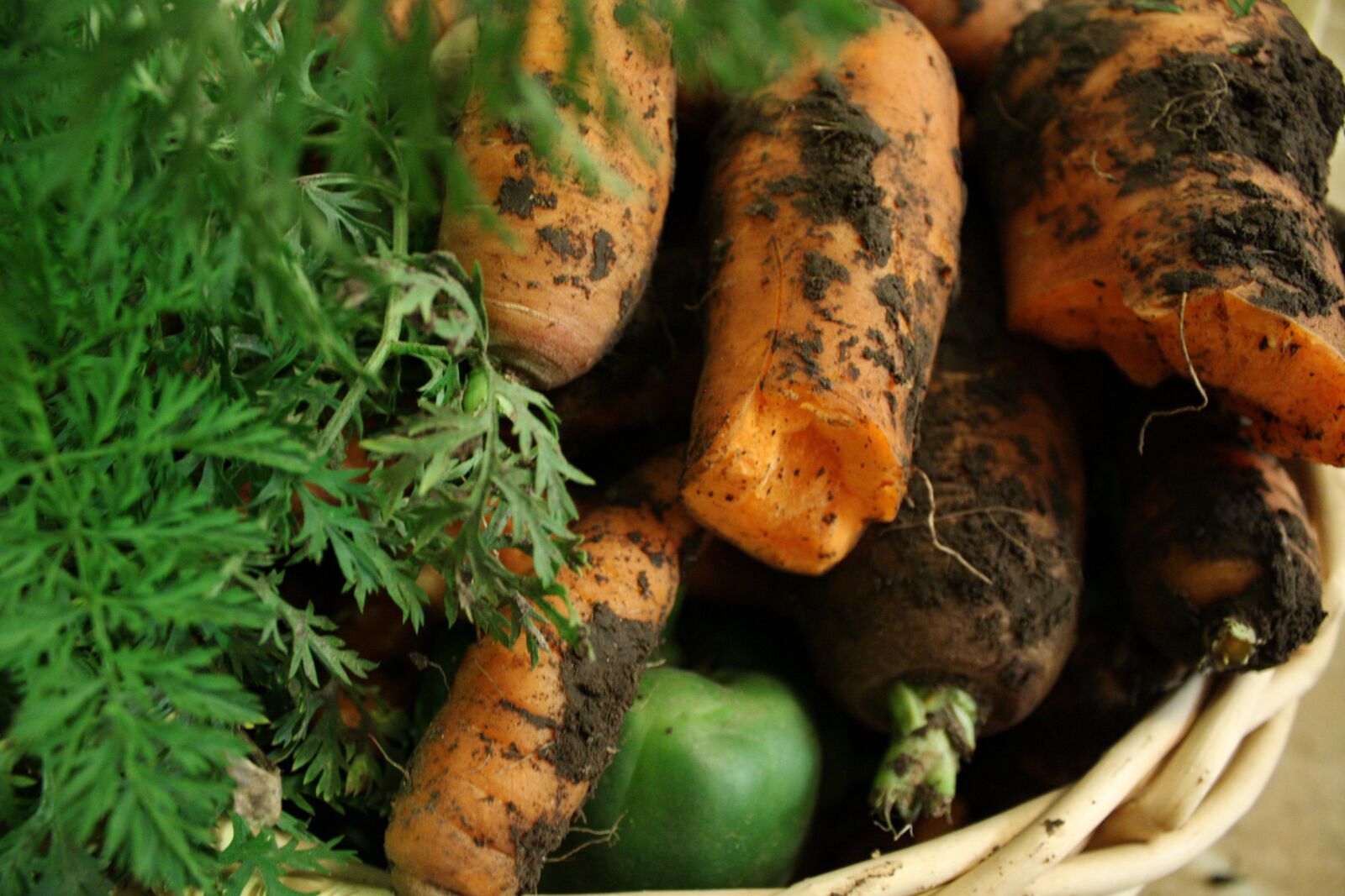 Canon EOS 450D (EOS Rebel XSi / EOS Kiss X2) sample photo. Carrots, vegetables, harvest photography