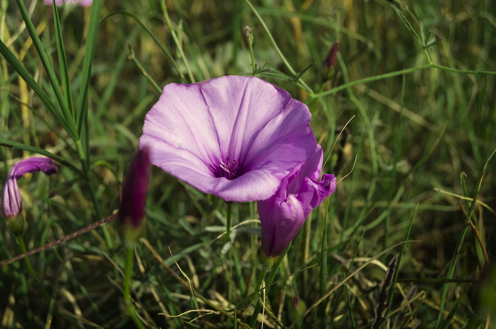 Nikon D3200 sample photo. Flower, purple morning glory photography