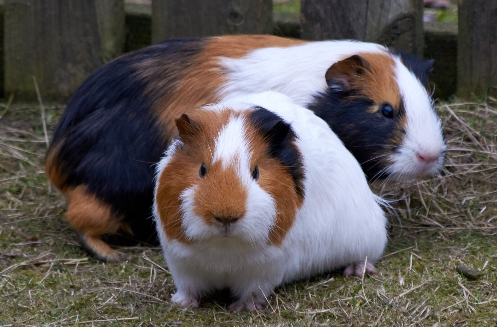 Nikon D5300 sample photo. Guinea pig, rodent, mammals photography