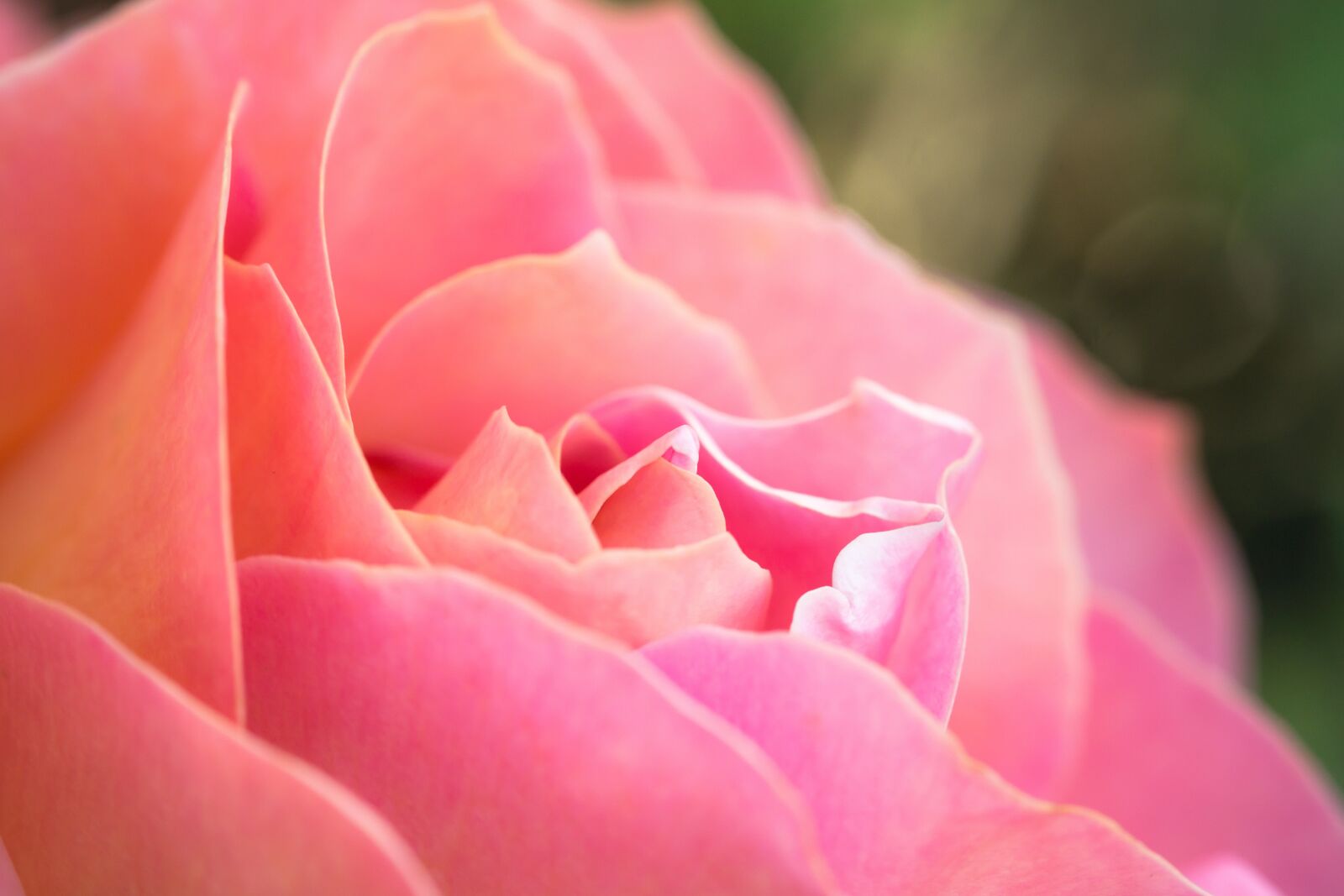 Samsung NX300M sample photo. Rose, blossom, bloom photography