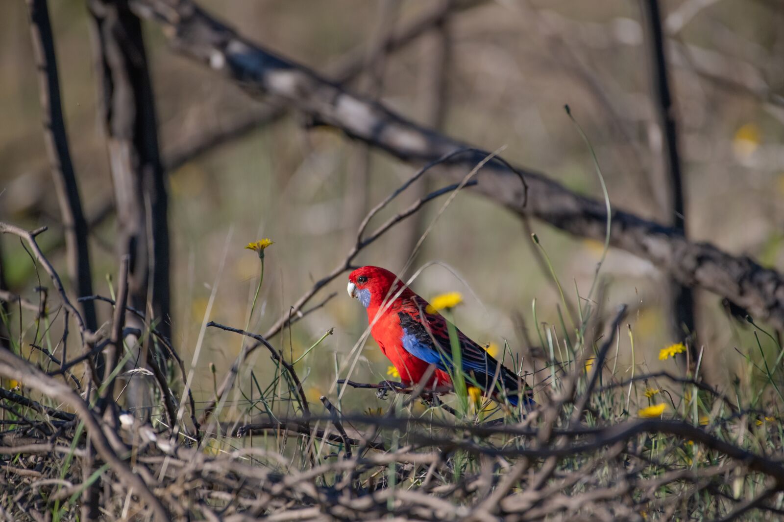 Nikon D850 sample photo. Crimson rosella, platycercus elegans photography