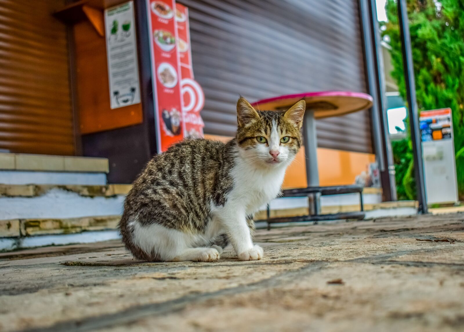 Nikon D3300 sample photo. Cat, stray, street photography