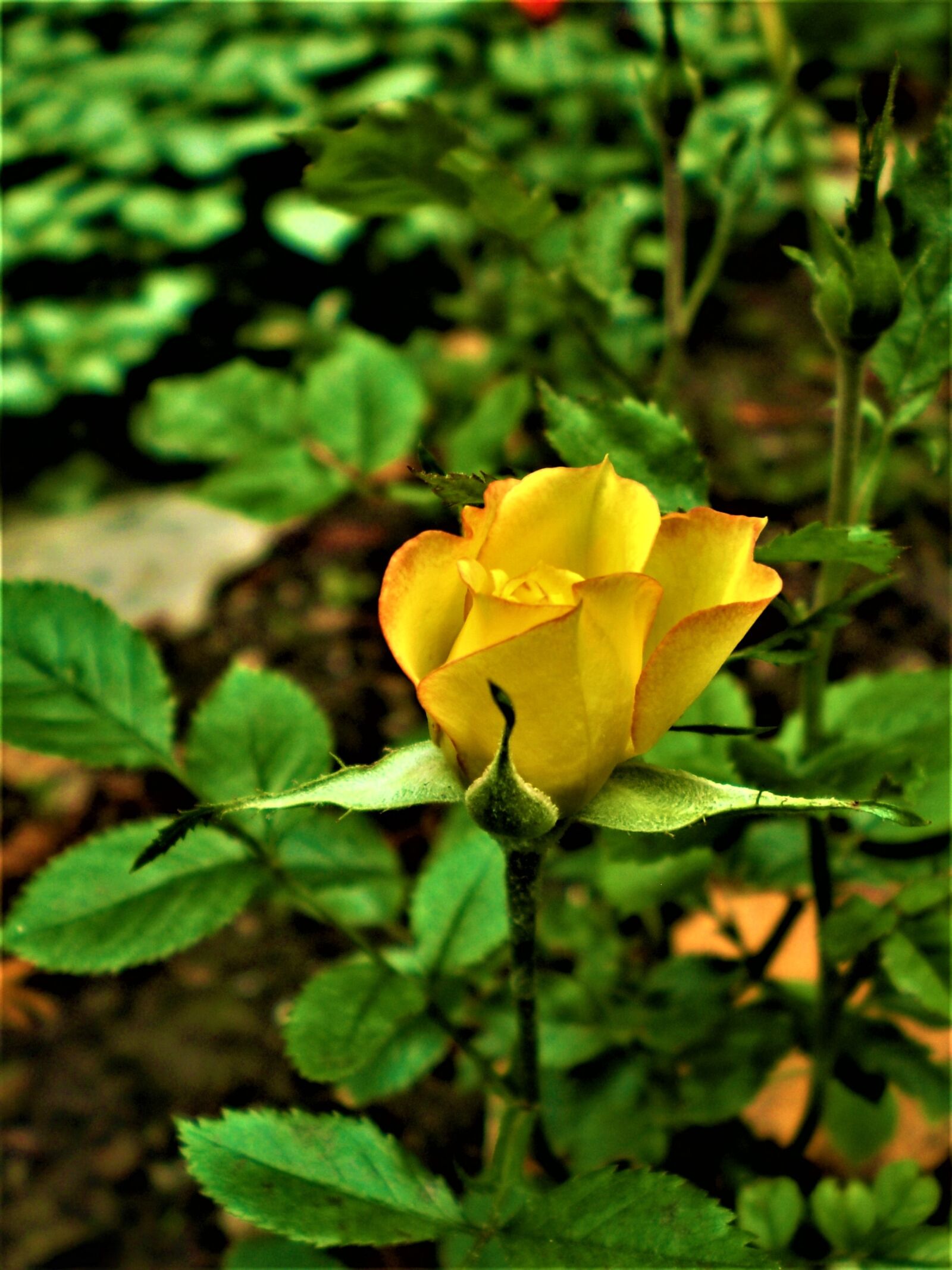Olympus FE210,X775 sample photo. Rose, yellow, miniature photography