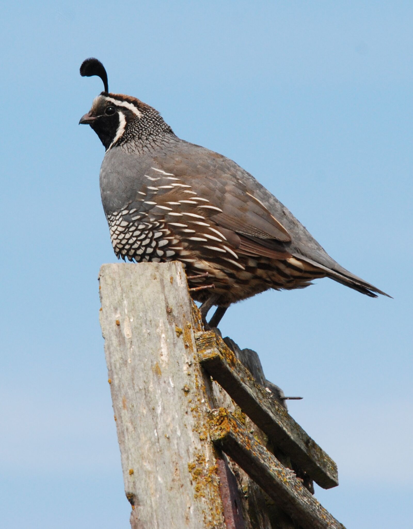 Nikon D80 sample photo. America, washington state, bird photography