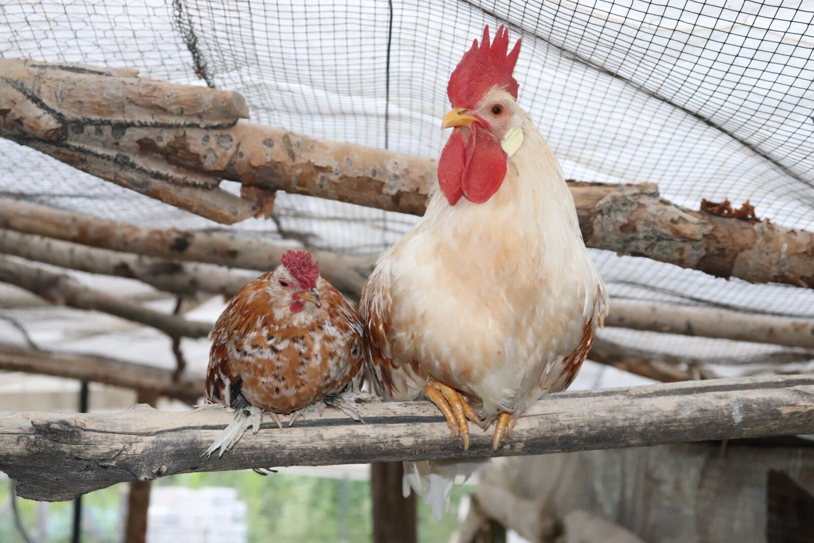 Canon EF-S 18-55mm F4-5.6 IS STM sample photo. Ligorine spinner, friendship, poultry photography