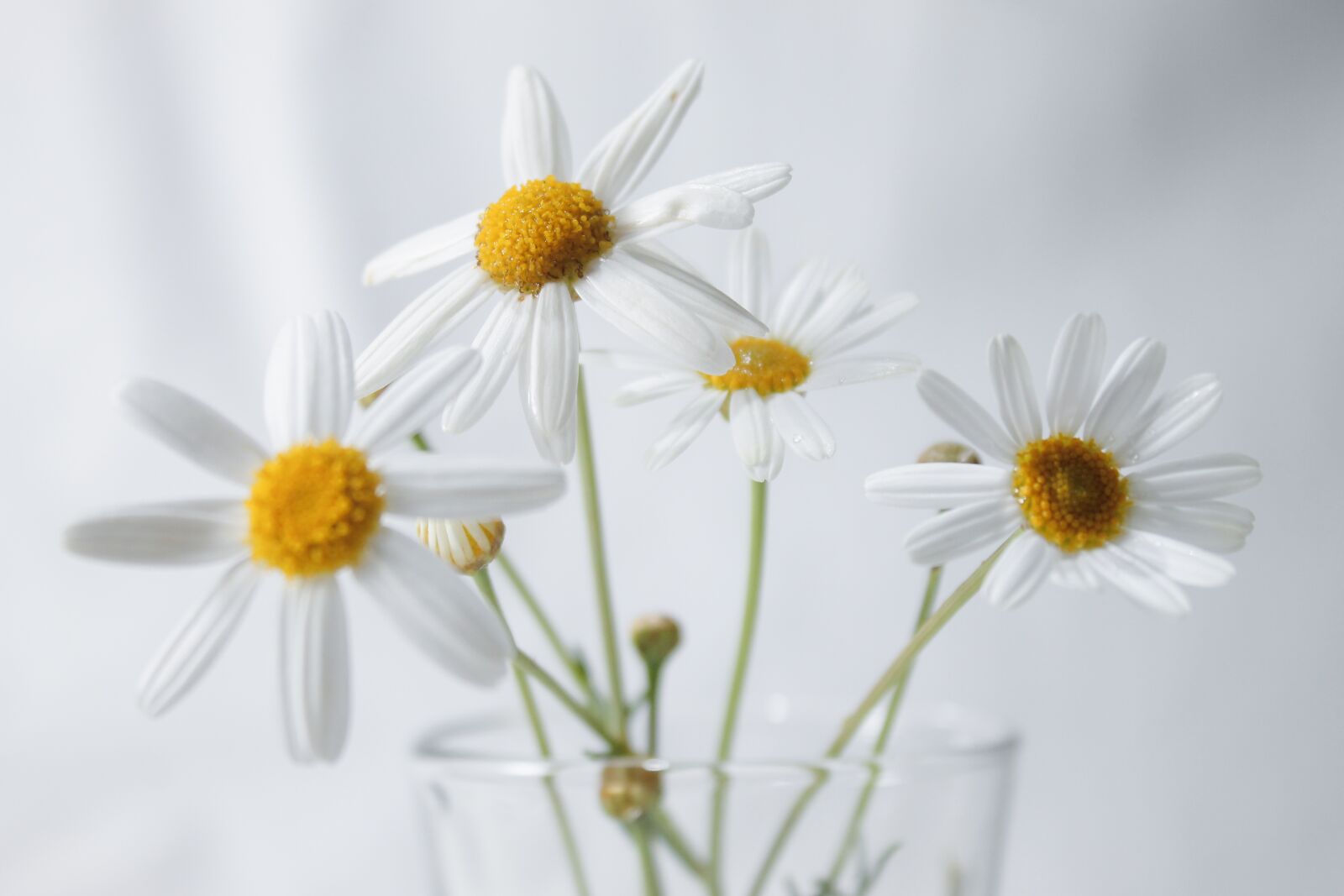 Canon EOS 1100D (EOS Rebel T3 / EOS Kiss X50) sample photo. White flowers, beautiful flowers photography