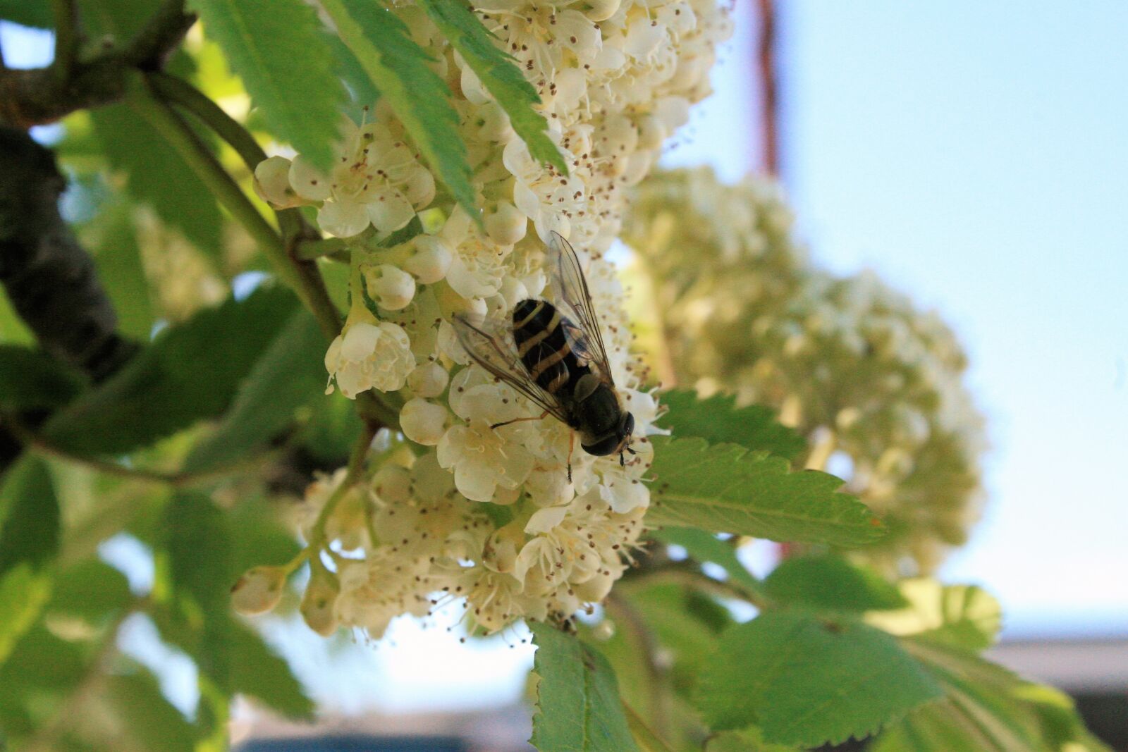 Canon EOS 30D sample photo. Insect, tree, flower photography