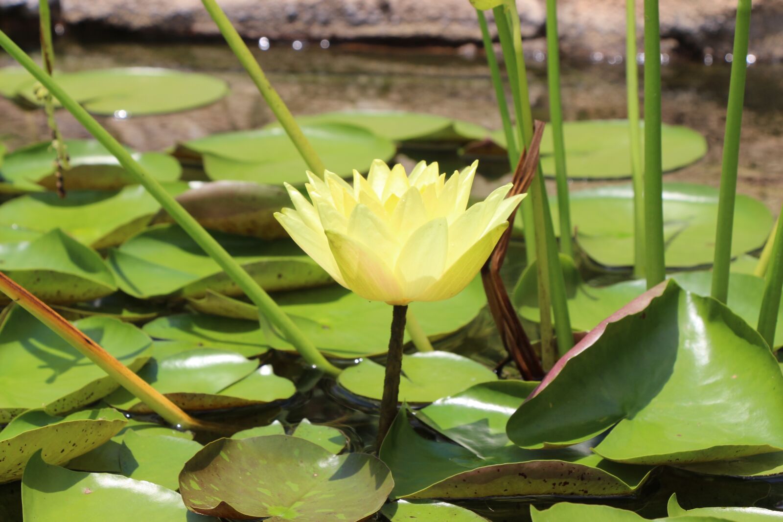 Canon EOS 700D (EOS Rebel T5i / EOS Kiss X7i) sample photo. Park, garden, flowers photography