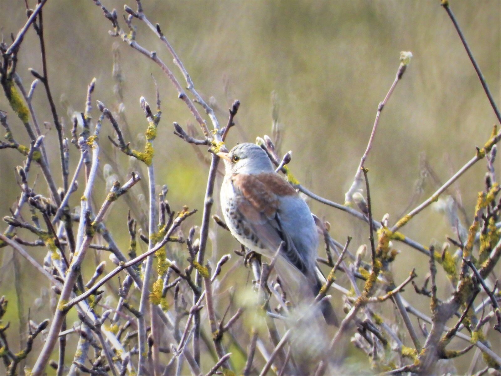 Nikon Coolpix P1000 sample photo. Kramsvogel, bird, nature photography