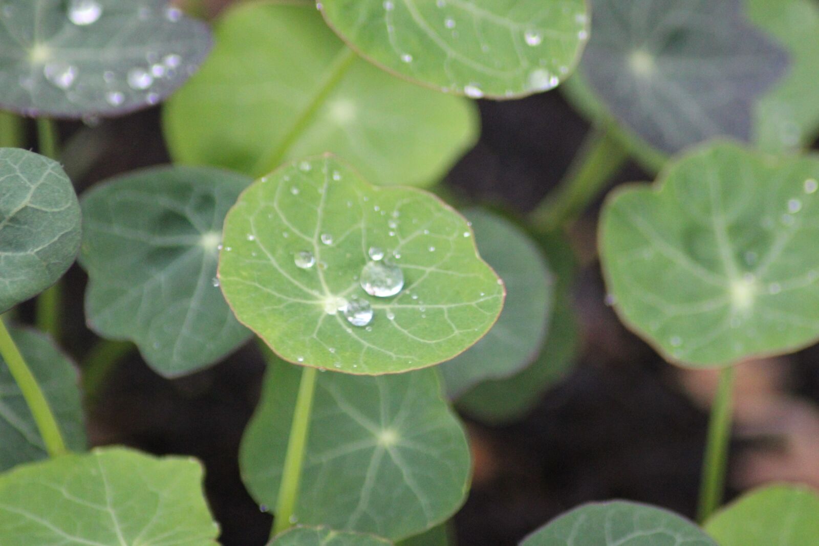 Canon EOS 1300D (EOS Rebel T6 / EOS Kiss X80) sample photo. Raindrop, rain, nature photography