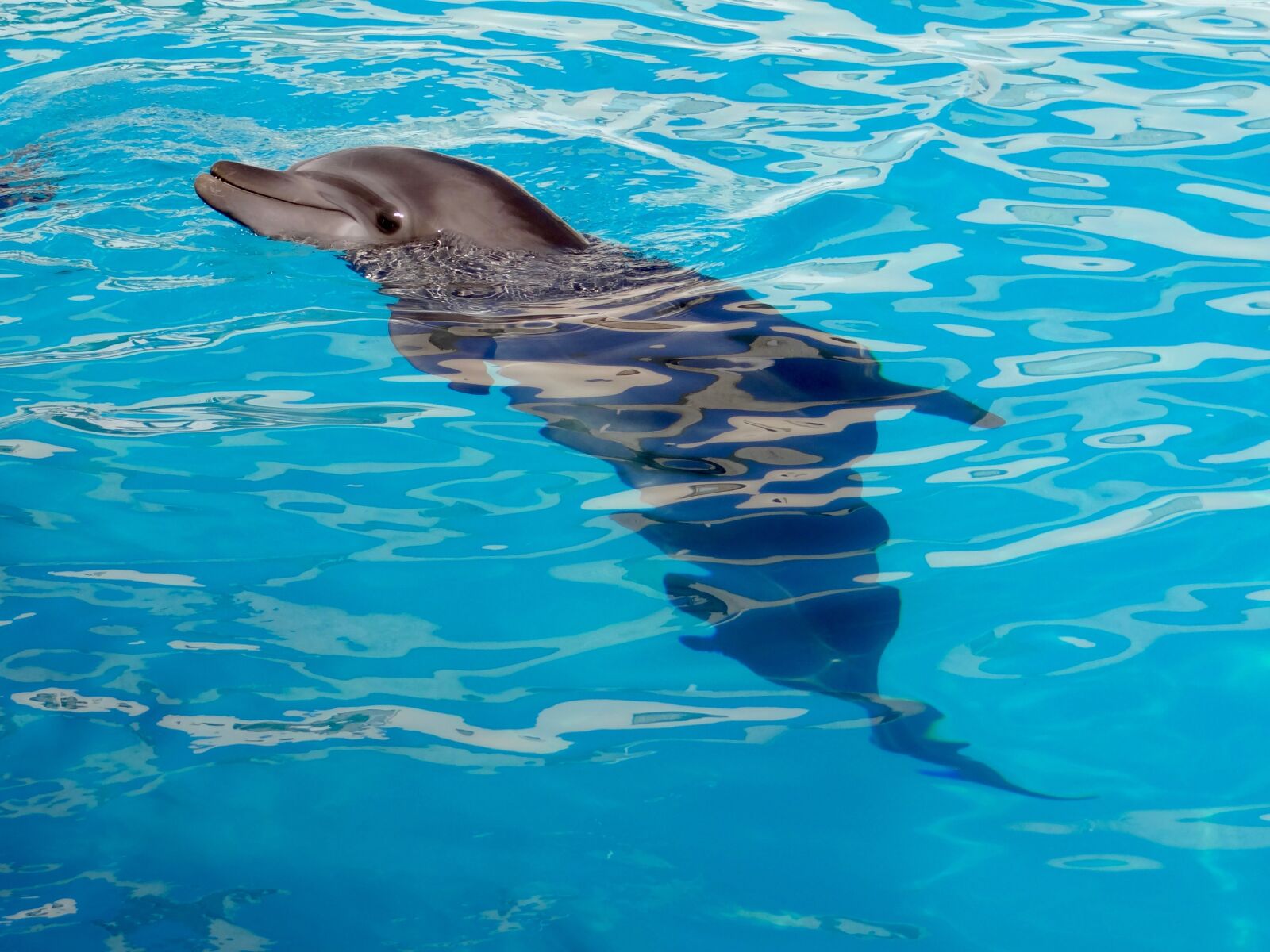 Sony Cyber-shot DSC-HX100V sample photo. Dolphin, dolphinarium, marine animal photography