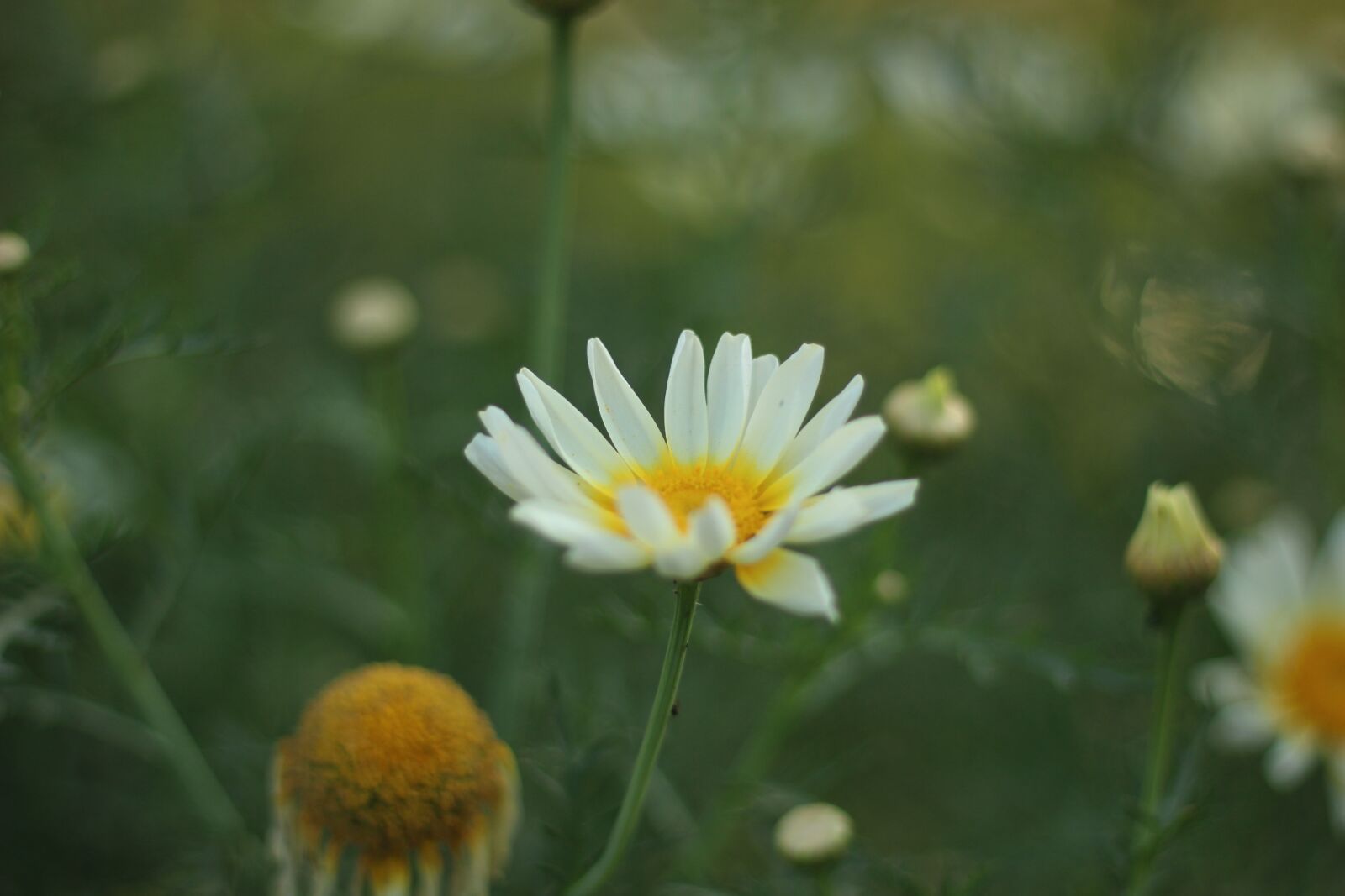 Canon EF 50mm F1.8 STM sample photo. Photo, pic, pixabay photography