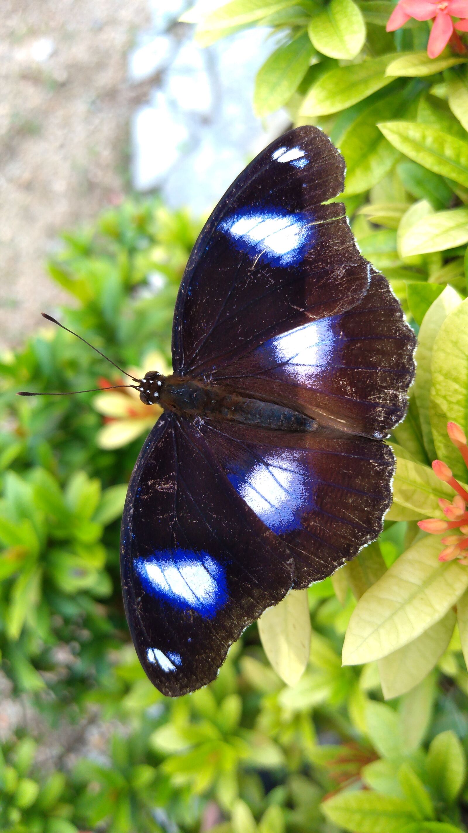 ASUS X01AD sample photo. Butterfly, garden, nature photography