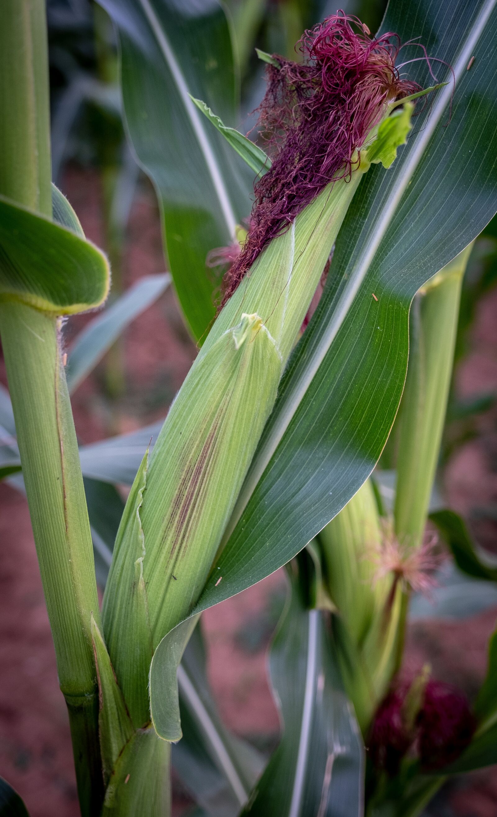 Fujifilm X-T2 sample photo. Corn, corn on the photography