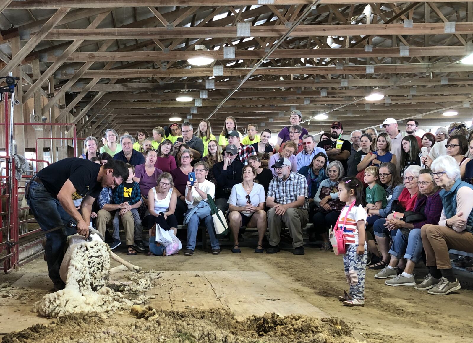 iPhone X back dual camera 4mm f/1.8 sample photo. Sheep, shearing, shear photography
