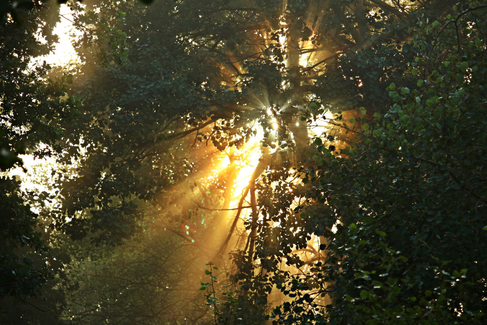 Canon EOS 100D (EOS Rebel SL1 / EOS Kiss X7) sample photo. Away, fog, trees photography