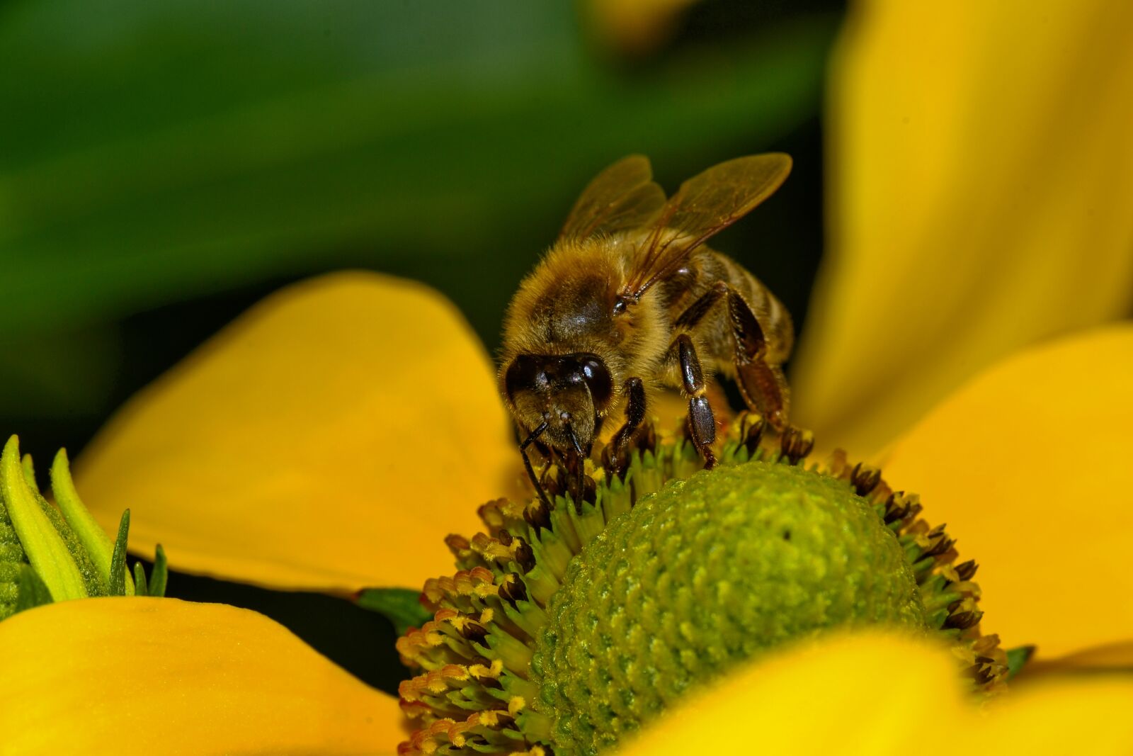 Nikon D3100 sample photo. Bee, blossom, bloom photography