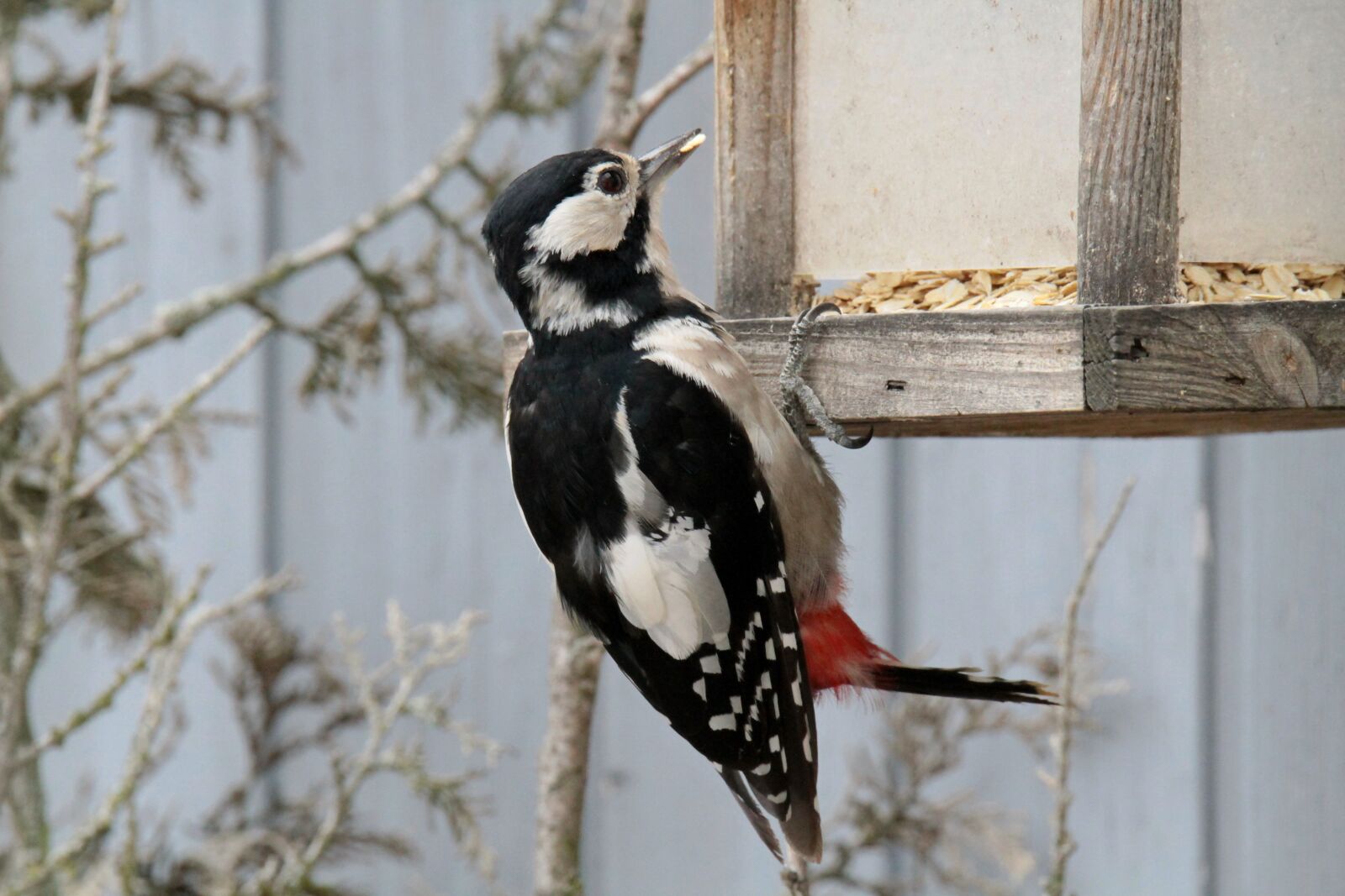 Canon EOS 7D sample photo. Woodpecker, great spotted woodpecker photography