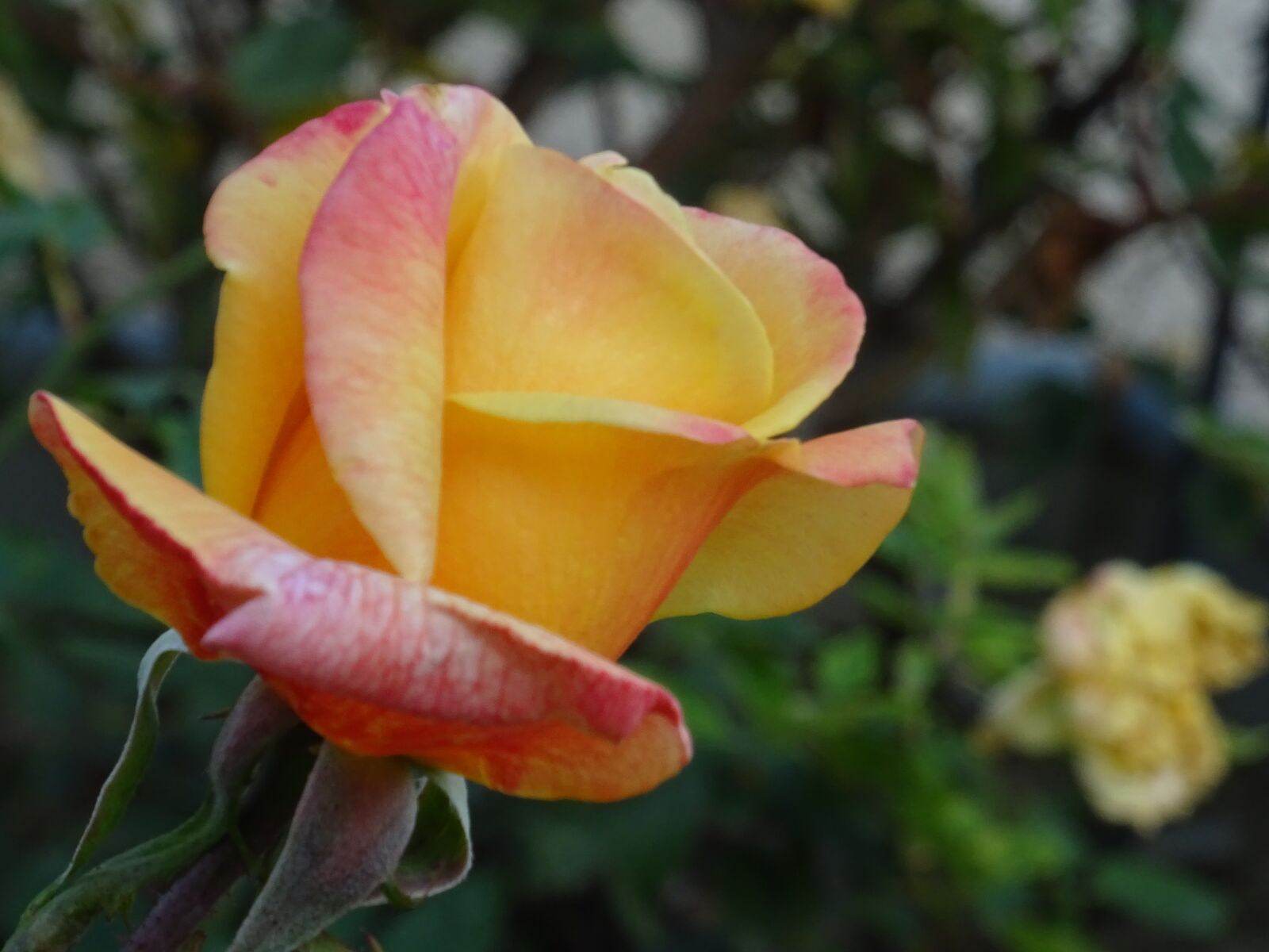 Sony DSC-HX60 sample photo. Rosa, flower, nature photography