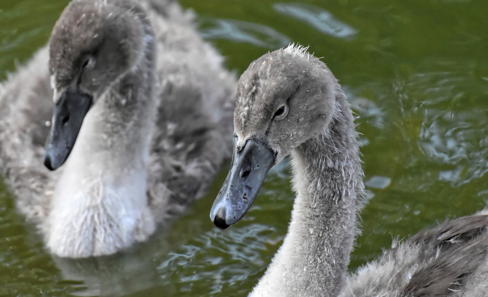 Nikon D7200 sample photo. Swan, young, young animal photography