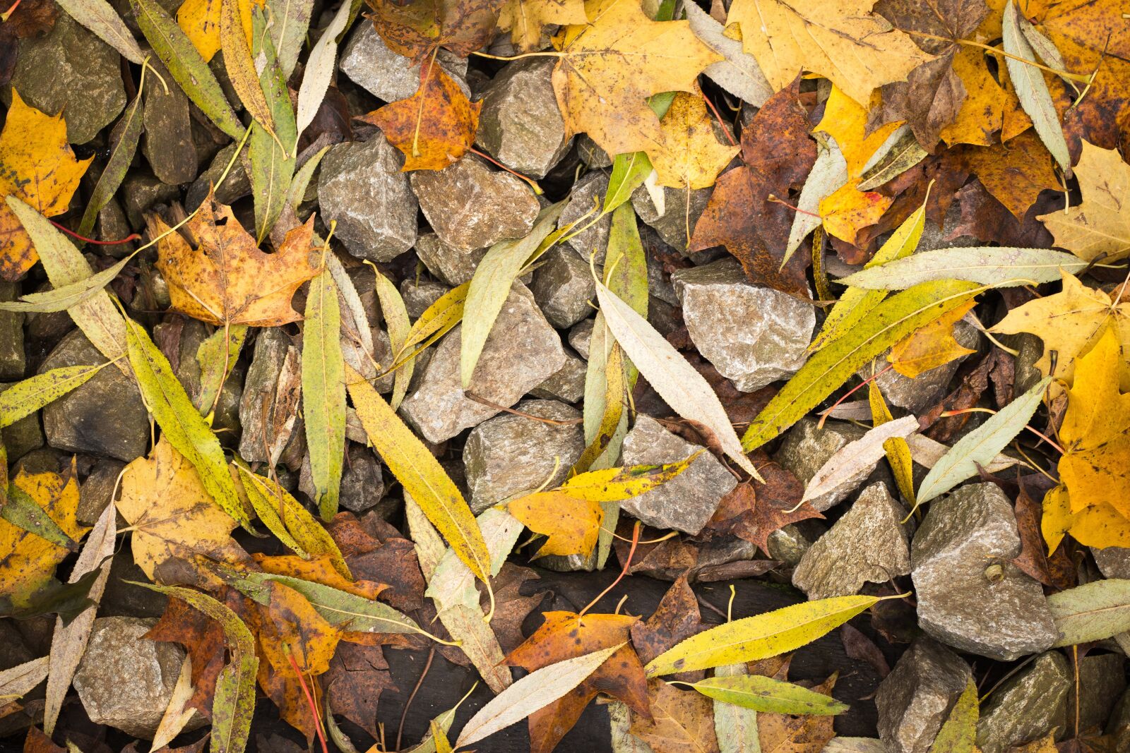 Canon EOS 700D (EOS Rebel T5i / EOS Kiss X7i) sample photo. Leaves, foliage, stoves photography