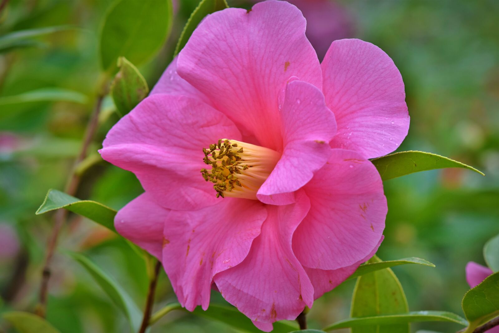Nikon D7200 sample photo. Camelia, flower, blossom photography