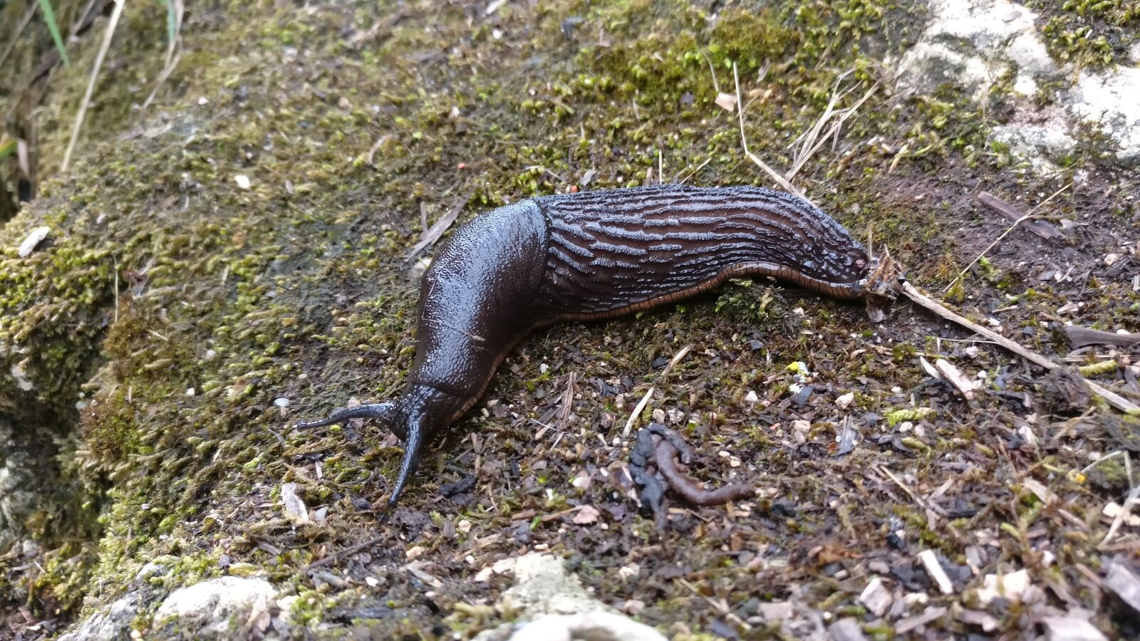 OnePlus A3003 sample photo. Slug, nature, slow photography