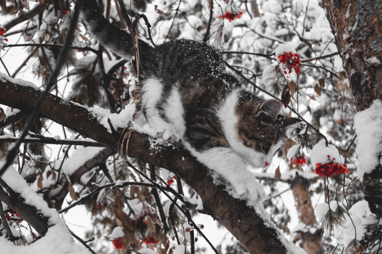 Nikon D3100 sample photo. Cat, winter, kitten photography