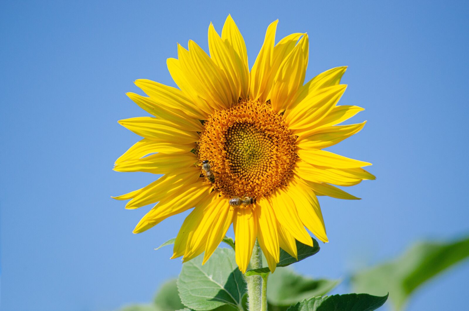 Tamron AF 55-200mm F4-5.6 Di II LD Macro sample photo. Sunflower, sun, summer photography