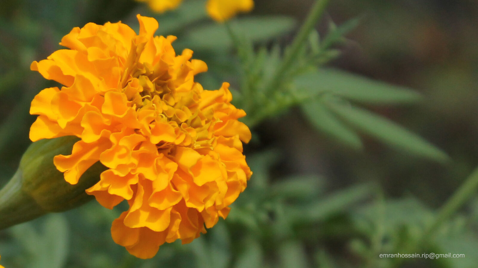 Canon EOS 1100D (EOS Rebel T3 / EOS Kiss X50) sample photo. Nature, nice, wallpaper photography