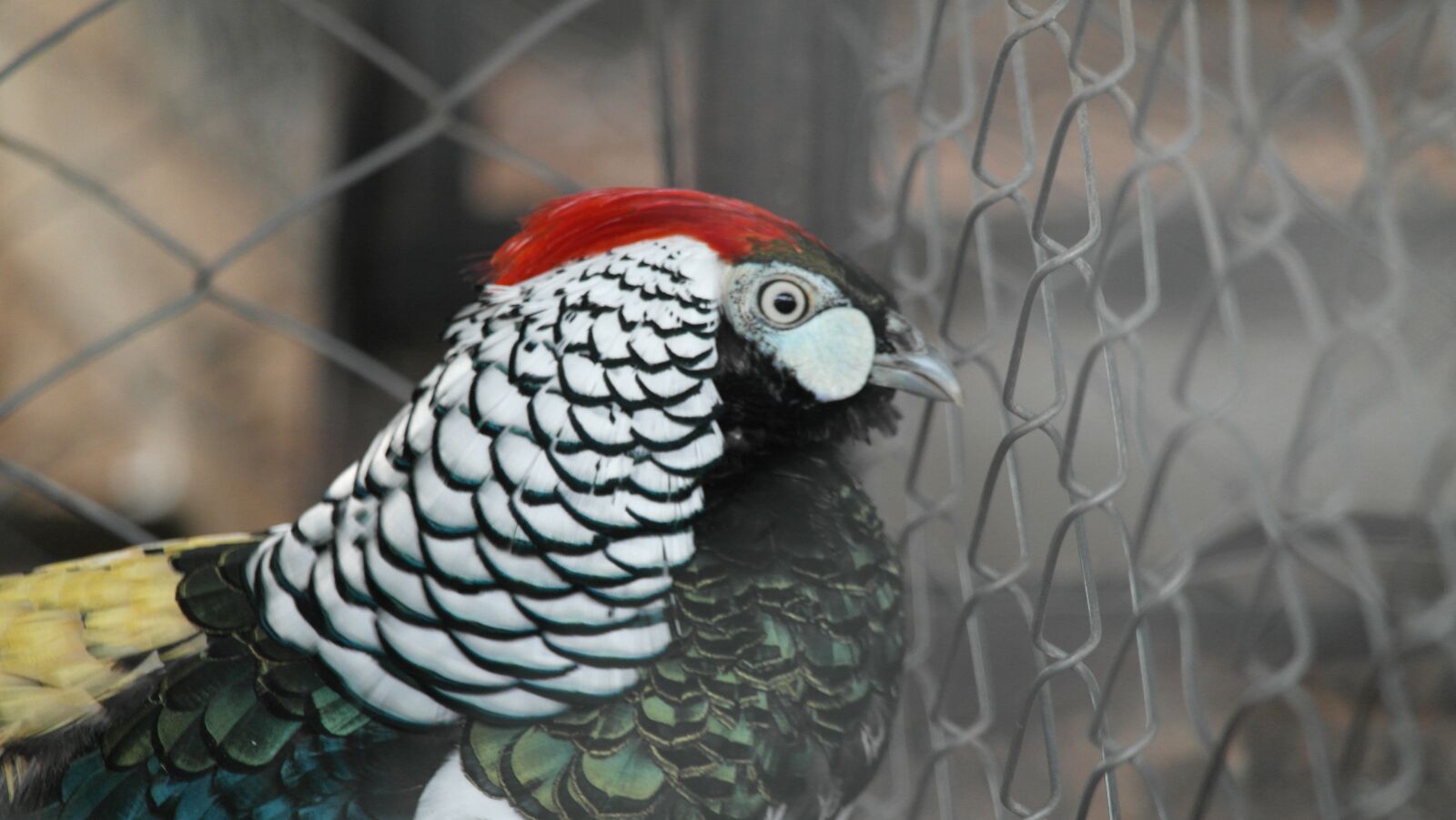 Samsung NX1000 sample photo. Birds, colombia, nature photography