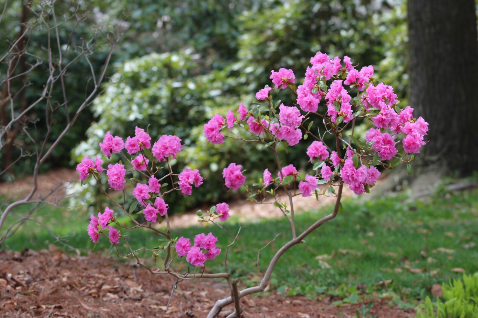 Canon EOS 700D (EOS Rebel T5i / EOS Kiss X7i) + Canon EF 75-300mm f/4-5.6 USM sample photo. Spring, nature, tree photography