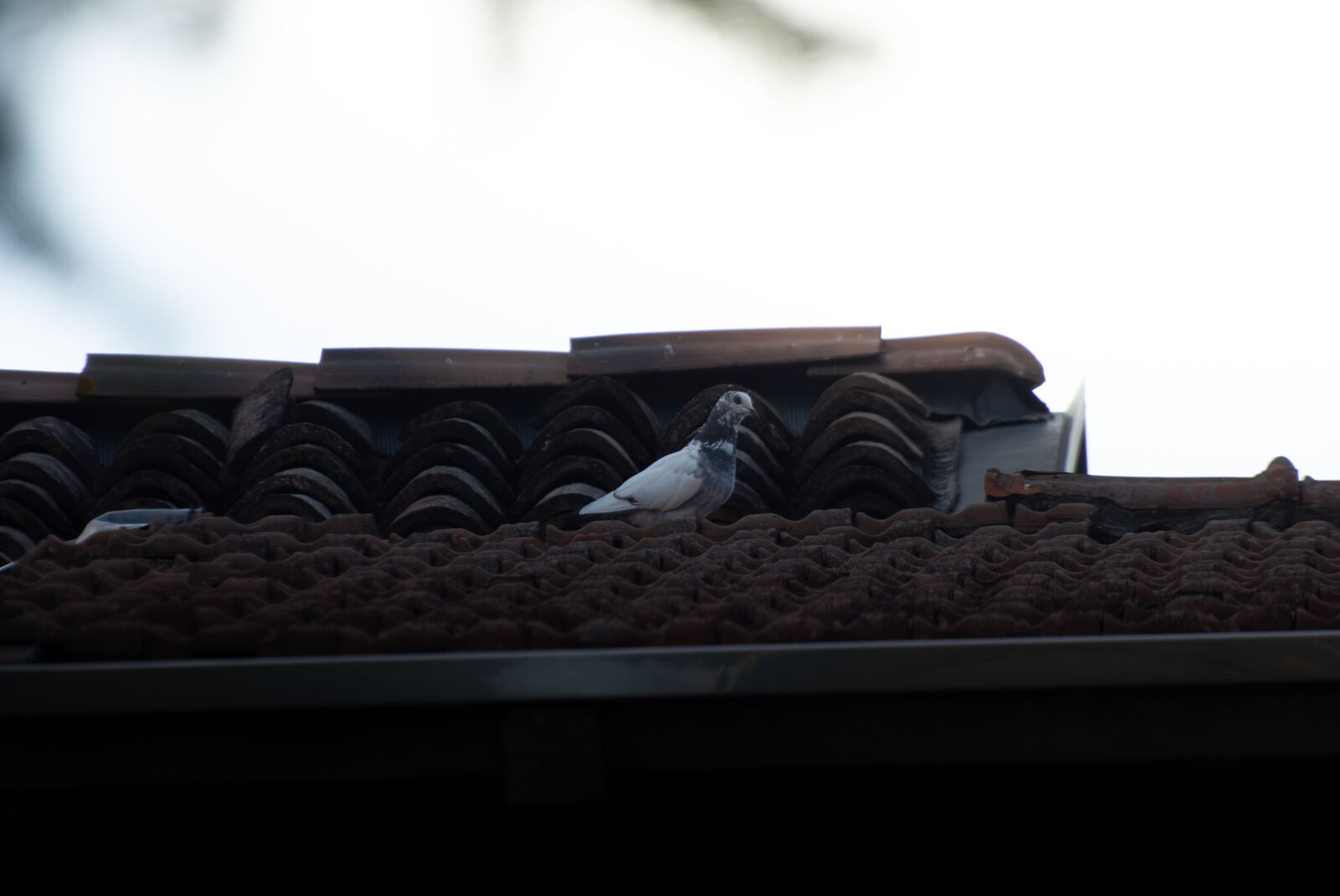 Nikon D7200 sample photo