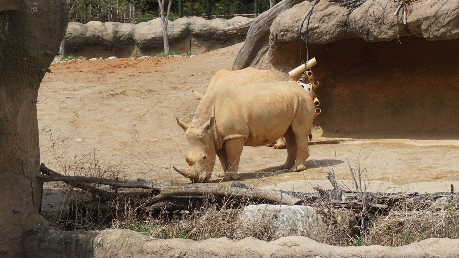 Sony E 16-50mm F3.5-5.6 PZ OSS sample photo. Rhinoceros, animal, zoo photography