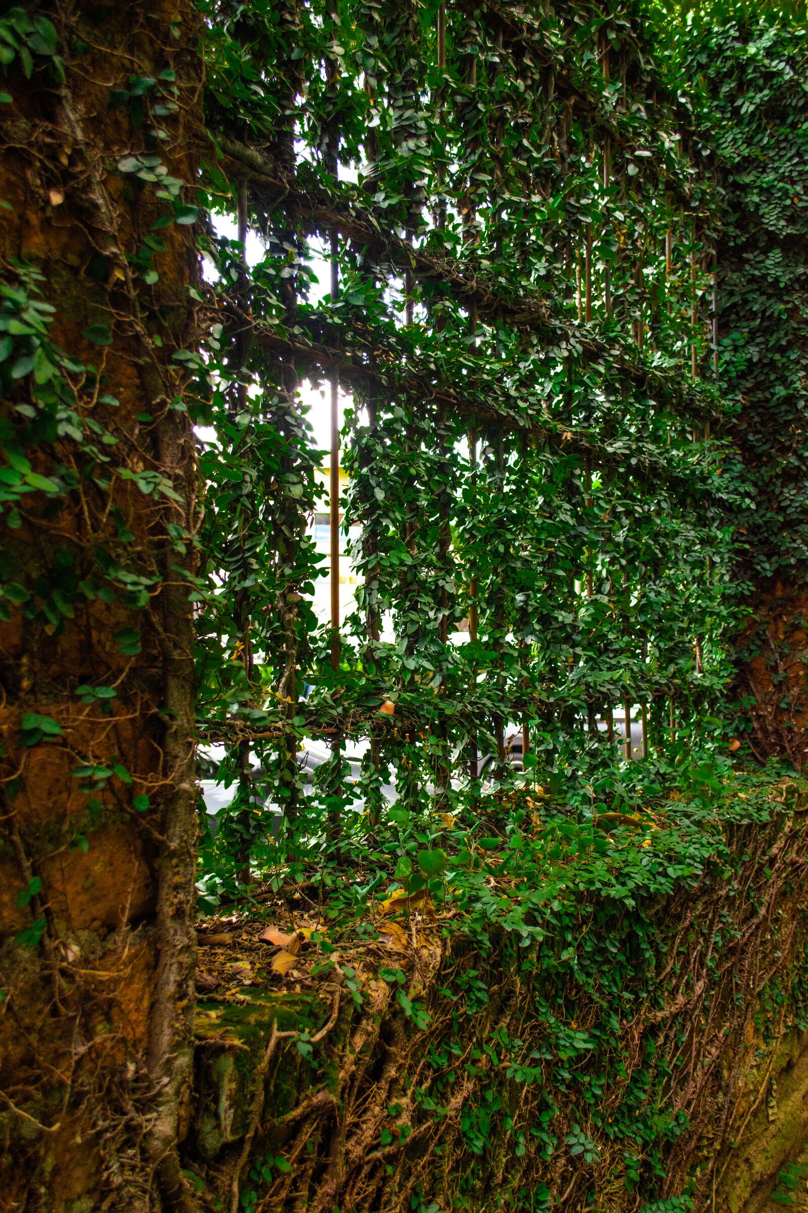 Nikon D5600 sample photo. Window, mesh, nature photography