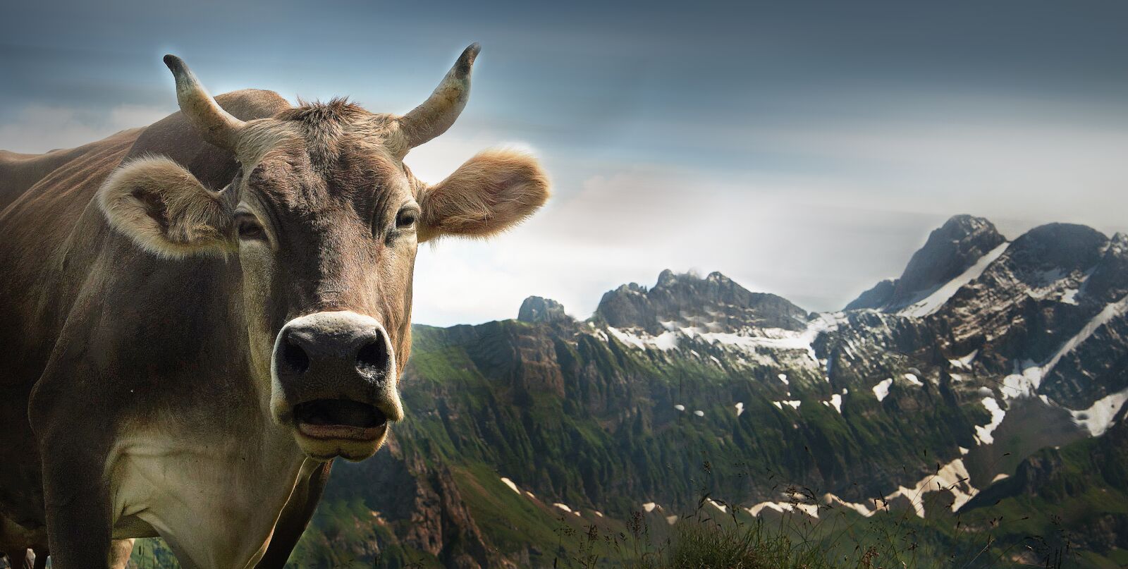 Canon EOS-1Ds Mark II sample photo. Cow, ebenalp, alpine photography