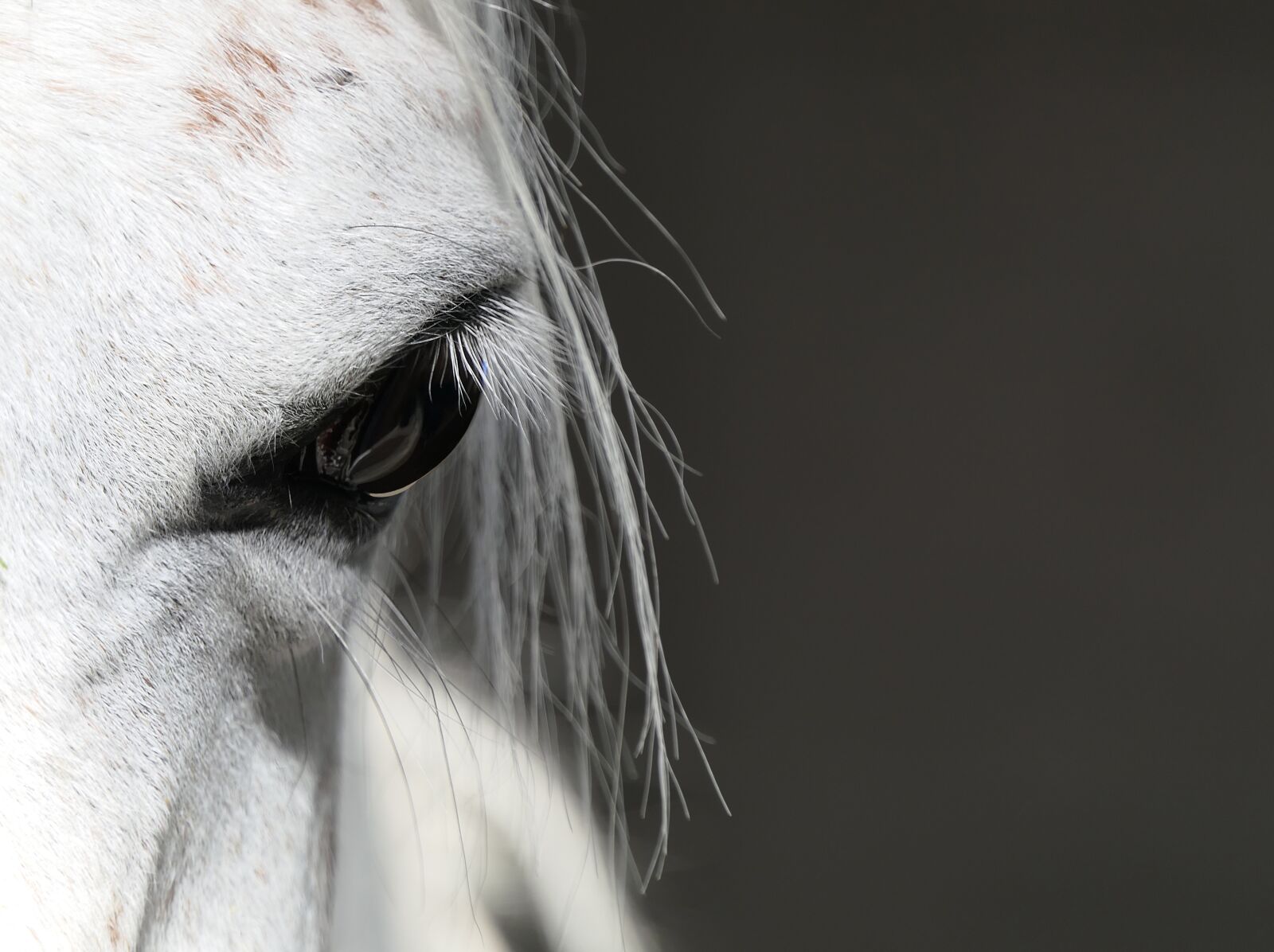 Panasonic Lumix DMC-FZ2500 (Lumix DMC-FZ2000) sample photo. Horse, eye, portrait photography