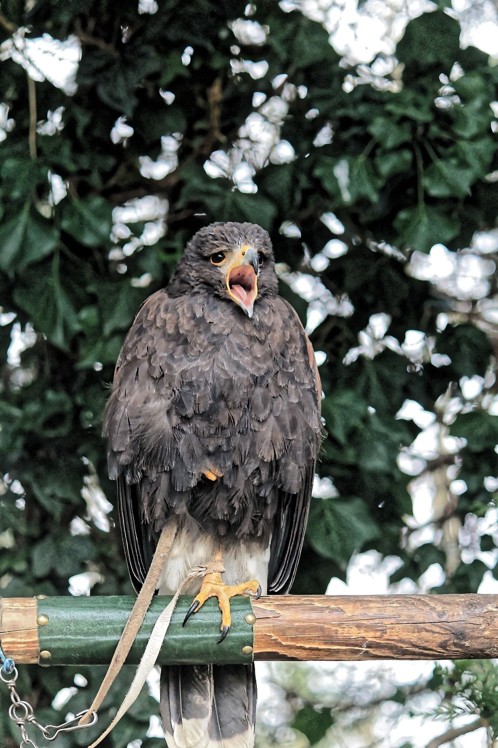 Canon EF-S 55-250mm F4-5.6 IS II sample photo. Bird, eagle, animal photography
