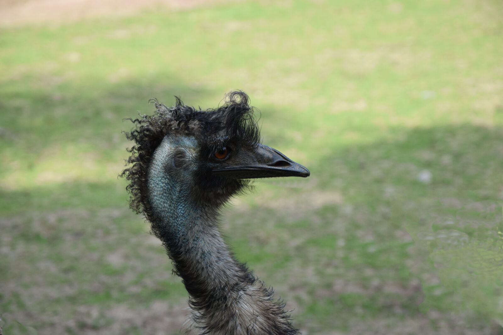 Nikon D5300 sample photo. Ostrich, zoo, bird photography