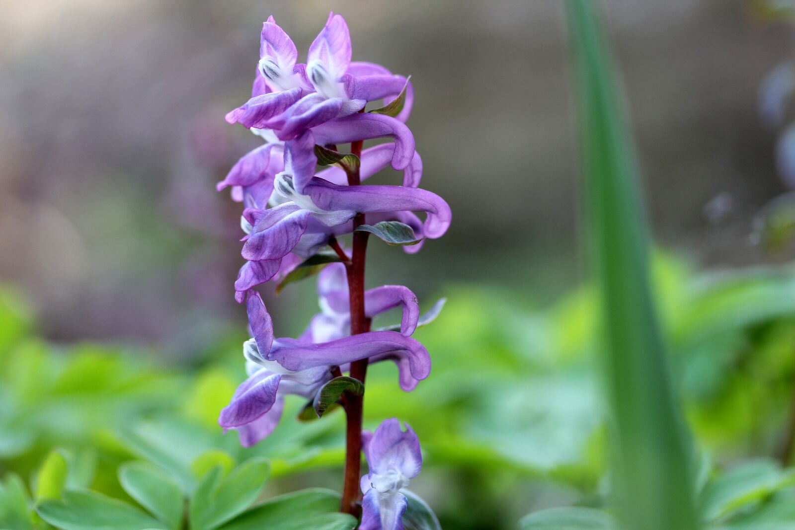 Canon EF-S 60mm F2.8 Macro USM sample photo. Flower, nature, spring photography