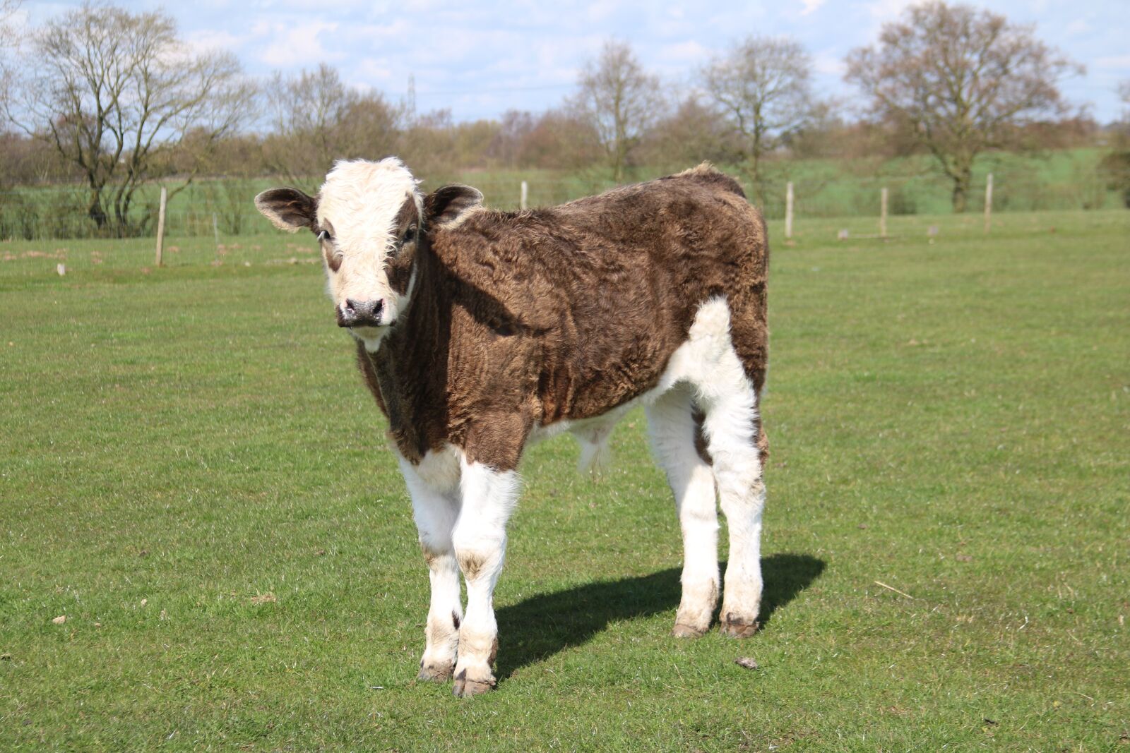 Canon EF 28-135mm F3.5-5.6 IS USM sample photo. Calf, farm, grass photography