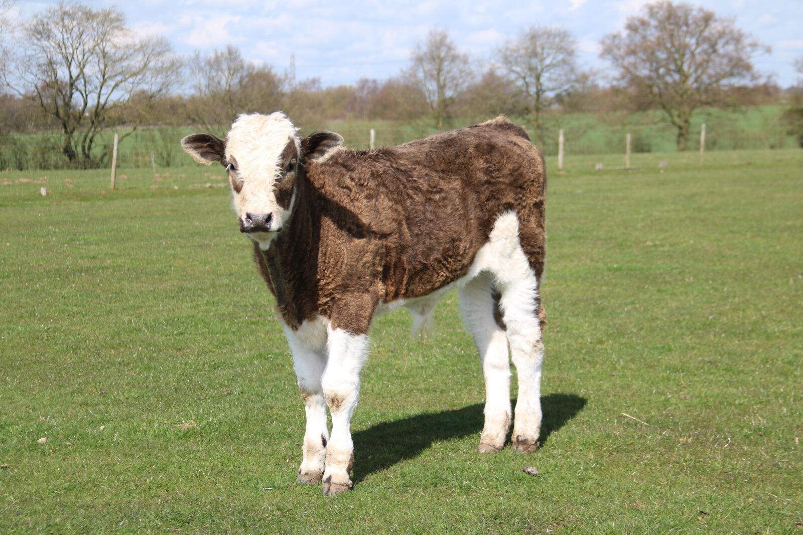 Canon EOS 750D (EOS Rebel T6i / EOS Kiss X8i) + Canon EF 28-135mm F3.5-5.6 IS USM sample photo. Calf, farm, grass photography