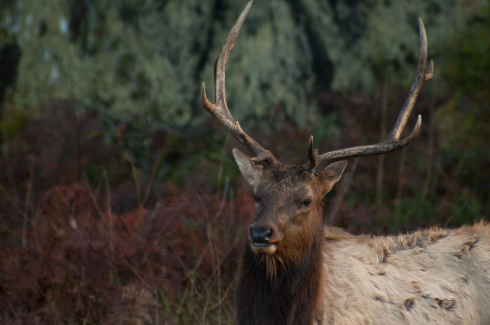 Nikon D70s sample photo. Elk, animal, nature photography
