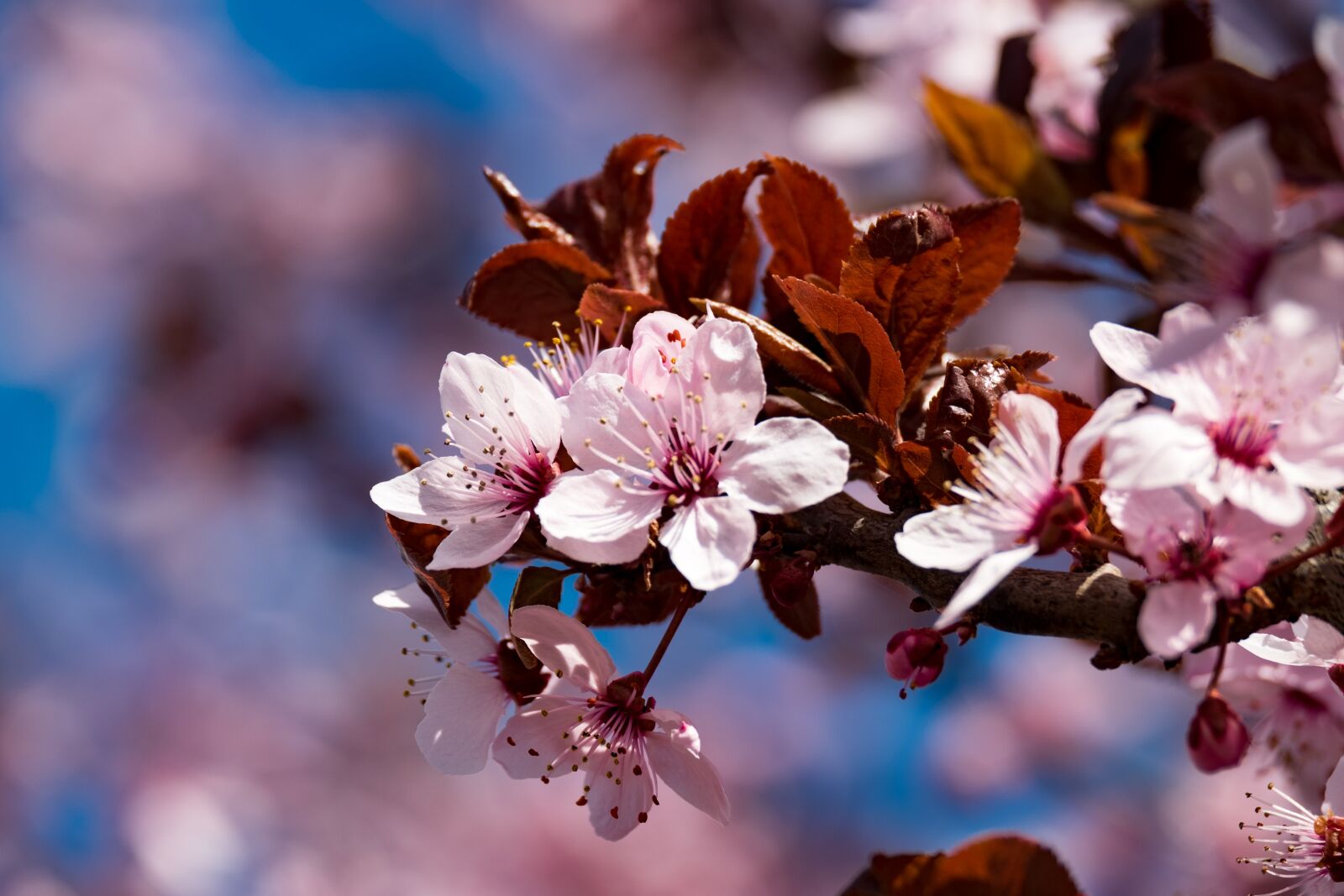 Fujifilm XF 55-200mm F3.5-4.8 R LM OIS sample photo. Flower, plum, spring photography