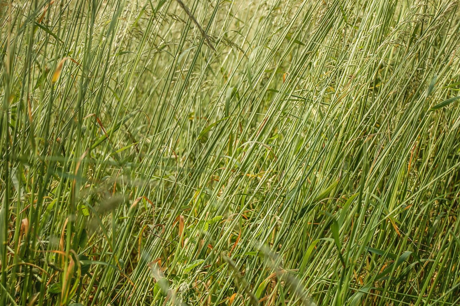 Nikon D40 sample photo. Grass, field, plant, meadow photography