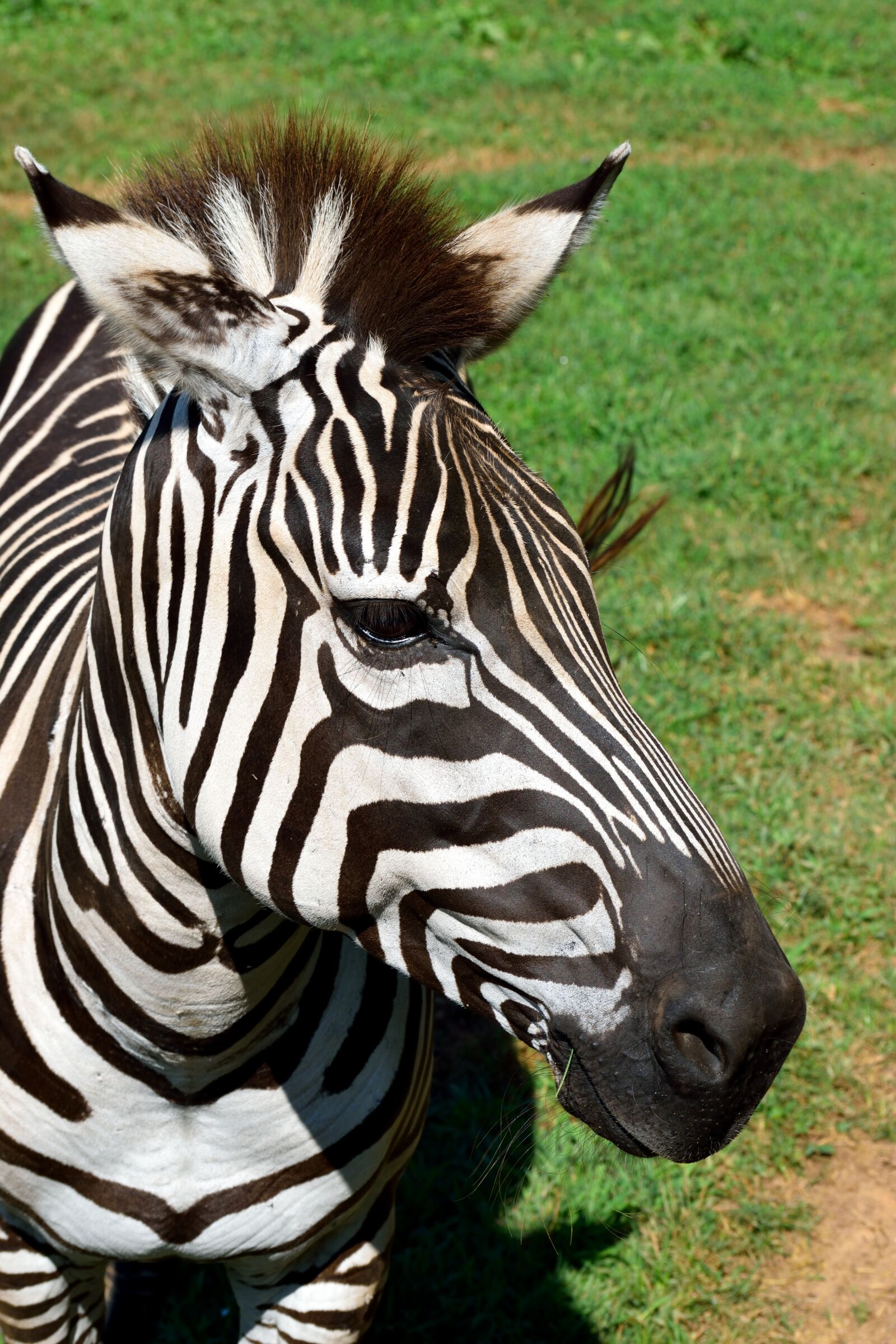 Nikon D3300 sample photo. Zebra, animal, wildlife photography