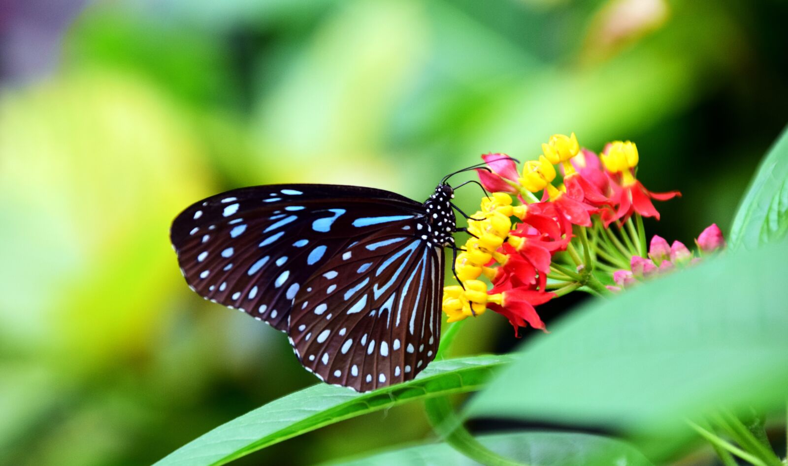 Nikon D3300 sample photo. Blue tiger, tirumala hamata photography