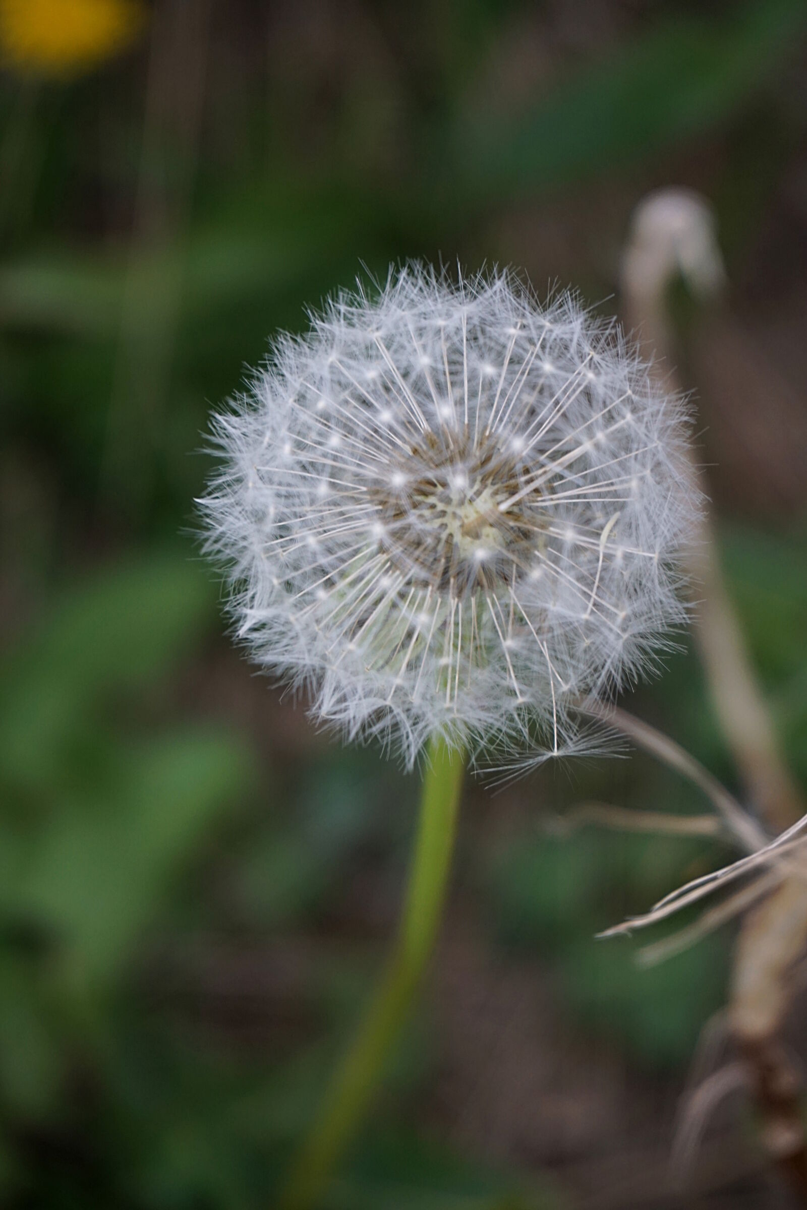 Sony a6000 sample photo. Botanique, campagne, dent, de photography