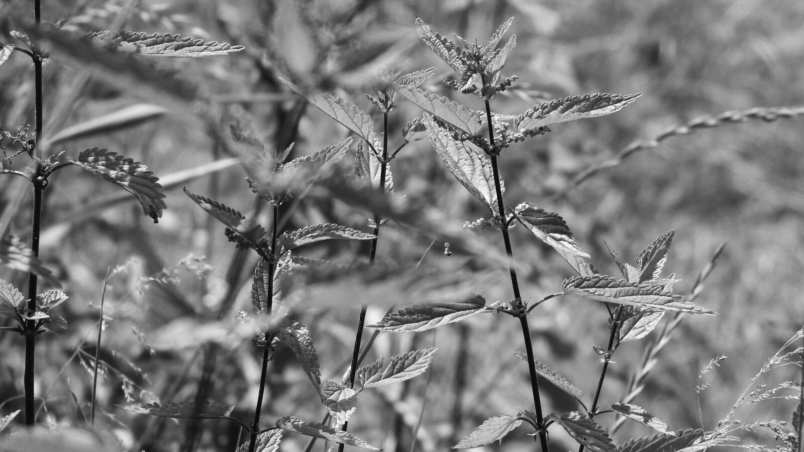 Nikon Coolpix P610 sample photo. Nettle, meadow, urtica dioica photography